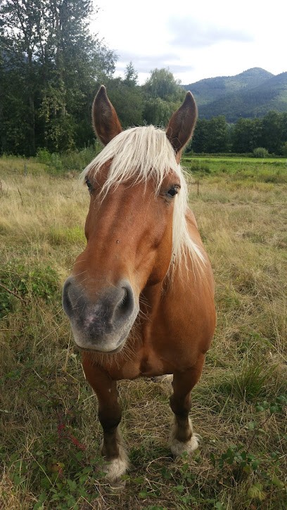 ECV Munster, Dresseur de Chiens à Wihr-au-Val