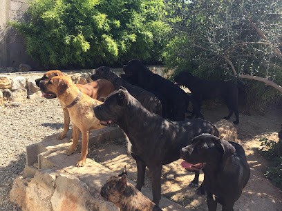 Elevage des Seigneurs de Sparte, Eleveur de Chiens à Mireval