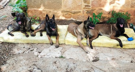 Les Bergers de la Loyauté, Eleveur de Chiens à Ols-et-Rinhodes