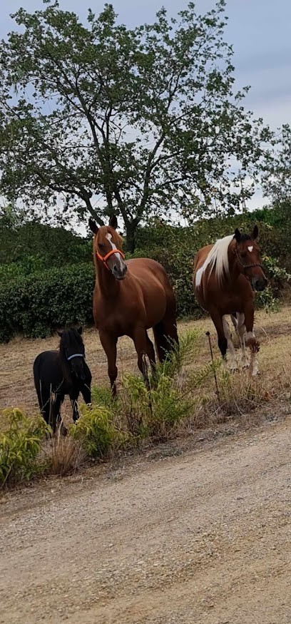 Élevage des molosses des neiges, Eleveur de Chiens à Béziers