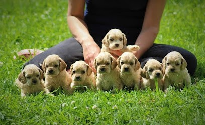 Élevage Of Loving Star, Eleveur de Chiens à Romagny Fontenay