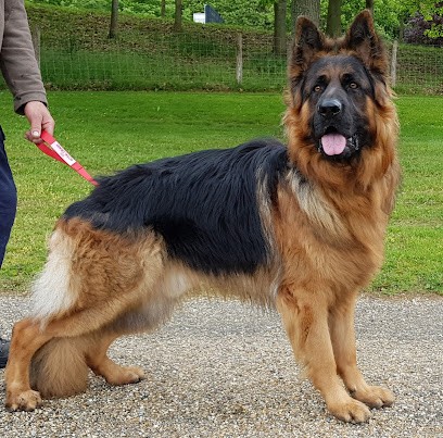 Dog Be Cool, Dresseur de Chiens à Saint-Romain-de-Colbosc