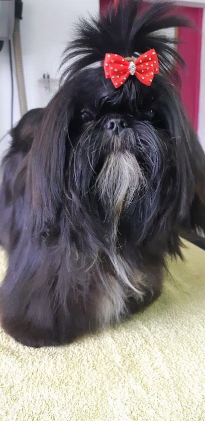 elevage de pepsie pep's, Eleveur de Chiens à Nannay