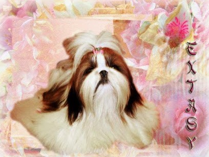 Shih Tzu Du Temple Des Mandarins, Eleveur de Chiens à Tupigny