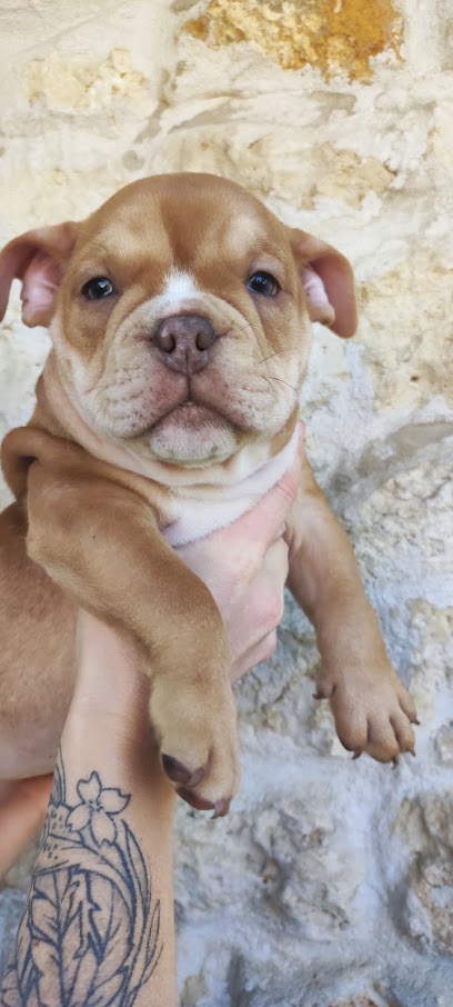 Élevage Val Beauty, Éleveur American Bully Pocket & Micro, Éleveur De Chiens à Thézac