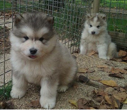 Race 42, Dresseur de Chiens à La Côte-en-Couzan