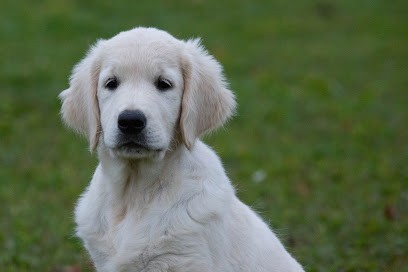 La Seigneurie Des Vignes, Éleveur De Chiens à Breuil-le-Vert