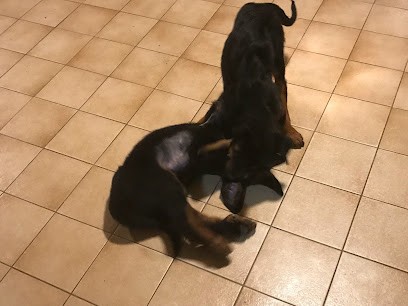 Domaine De Neuil, Eleveur de Chiens à Nueil-sous-Faye