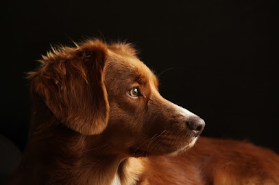 Appren'ty Chien - Educateurs Canin Comportementalistes, Dresseur De Chiens à Pleugueneuc