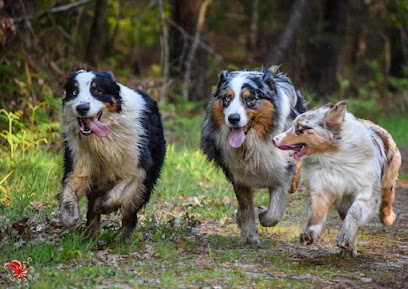 Les Vacances Des Poilus Pension Pour Chien à Salles