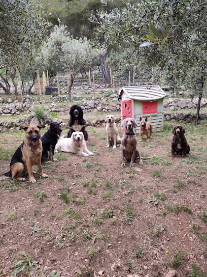 Eden Toutous - Educateur Canin - Comportementaliste Canin - Toilettage - Centre Aéré Canin - Dog Sitting - Grasse, Dresseur De Chiens à Cabris
