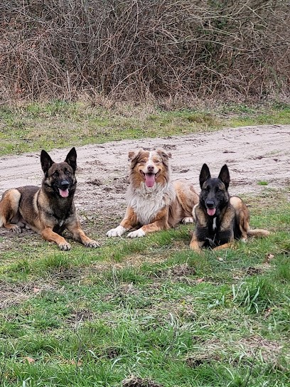 Glov'Dog, Dresseur de Chiens à Ychoux