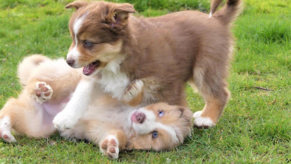 Elevage De Bergers Australiens Des Rêves Du Berger, Éleveur De Chiens à Rueil-la-Gadelière