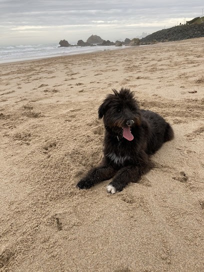 Pension Canine & Féline Escarrebousse, Pension pour Chiens à Magescq