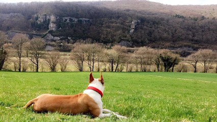 Le domaine d'Argia, Eleveur de Chiens à Hyèvre-Magny