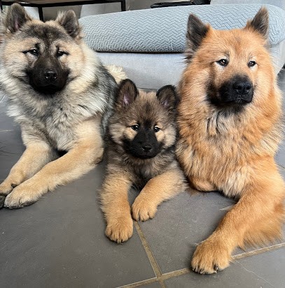 Elevage Des Ours De La Petite Sibérie, Eleveur de Chiens à Campeaux