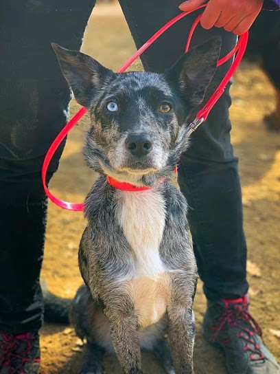 SD éducation Canine, Dresseur de Chiens à Levens