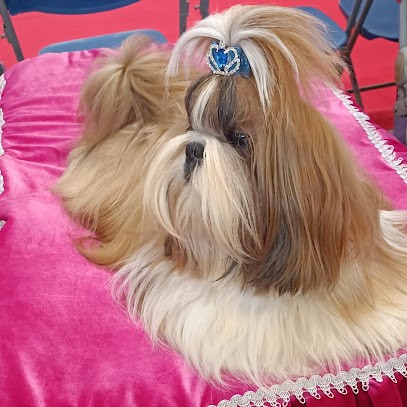 élevage De Shih-Tzu De Gibedemeaux, Eleveur de Chiens à Blois