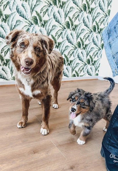 Le domaine de Lau, Eleveur de Chiens à Taisnières-en-Thiérache