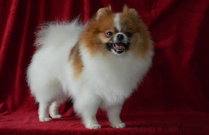 Elevage des Perles du Rangen, Eleveur de Chiens à Lepuix-Neuf