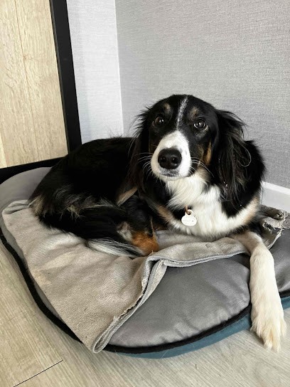 Delaye Gilles Ethologue Comportementaliste Et éducateur Canin, Dresseur de Chiens à Saint-Rémy