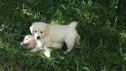 Elevage les monts d'Asgard, Eleveur de Chiens à Portiragnes