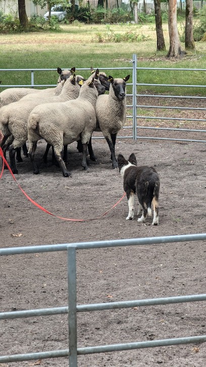Can-Idée Education, Dresseur de Chiens à Salles
