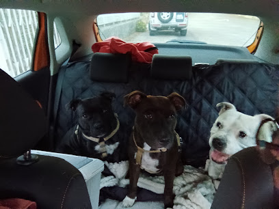 Staffydesgorgesdechailles Éleveur De Chiens à Saint-Étienne-de-Mer-Morte