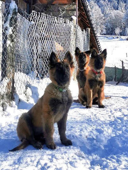 Jango Camp, Pension pour Chiens à Bellecombe-en-Bauges