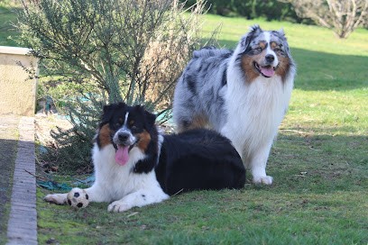 elevage de chiens berger australien du chemin de la lune aux reves, Eleveur de Chiens à Bassillac et Auberoche