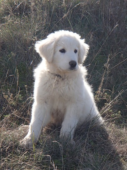 FELICANIN Blanc Busserolles, Educateur Canin, Garde D'animaux Drôme, Dresseur de Chiens à Saint-Avit