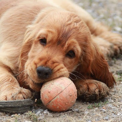Scoubidogservices L'Ecole Pour Chiots à Dax, Dresseur de Chiens à Narrosse