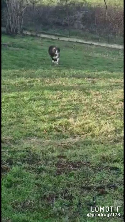 Chenil Des Lauriers, Pension pour Chiens à Sainte-Colombe-de-Villeneuve