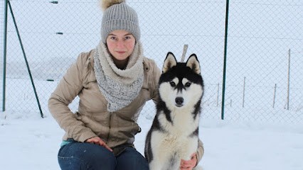 The Land Of Wolves - Elevage Husky Et Pension Canine, Eleveur de Chiens à Besse-et-Saint-Anastaise