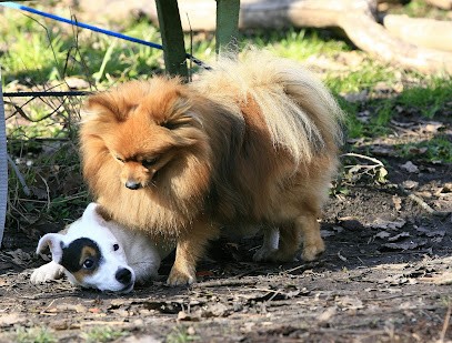 Mon Chien Mon Ami - Éducateur Canin Saint Cloud Boulogne-Billancourt, Dresseur de Chiens à Saint-Cloud