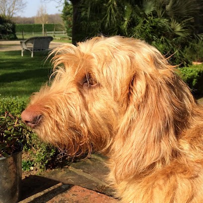Elevage De La Foret Des Sources. Mr OLIVER, Eleveur de Chiens à Blajan
