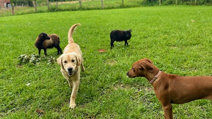 Cocooning Dog, Pension pour Chiens à Templeuve-en-Pévèle