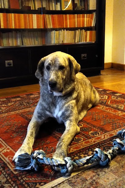 Abridog, Pension pour Chiens à Grâces