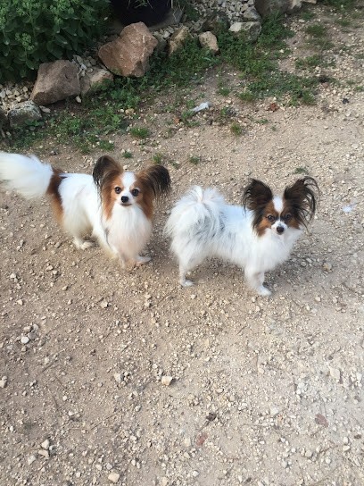 Élevage de la grande vallée des paons, Eleveur de Chiens à Salles