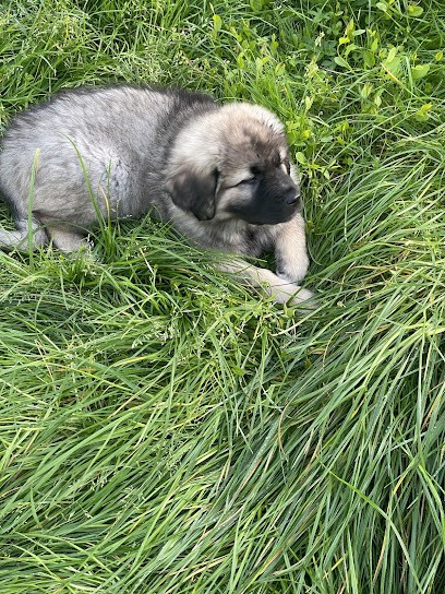 Les Gardiens Du Mont élevage De Chiens Cavaliers King Charles Et Bergers Yougoslave De Sarplaninac, Eleveur de Chiens à Pleine-Fougères