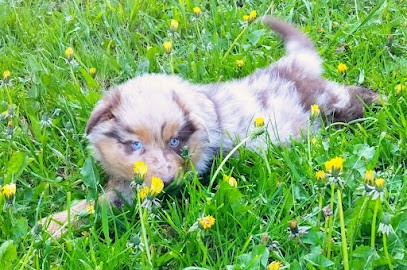 Le Pays des Loups Bretons, Eleveur de Chiens à Plessé