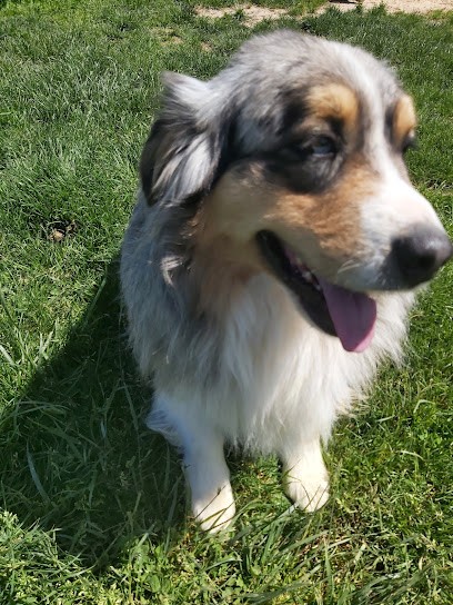 Elevage des Bois de Loge Borgne, Eleveur de Chiens à Chessy-les-Prés