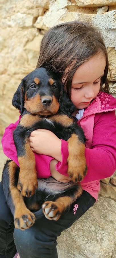La Colonie Du Breuil,pension Canine Familiale Et élevage Bouviers Bernois Et Setter Gordon, Pension pour Chiens à Blanzay