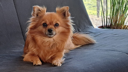 Élevage De Spitz Nain Les Spitz Des Roseaux, Éleveur De Chiens à Chamalières-sur-Loire