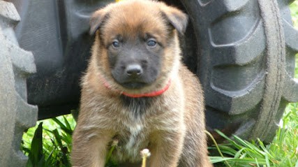 Élevage canin du Domaine d'isengarde (Berger belge malinois), Eleveur de Chiens à Champdieu