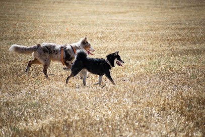 En Tête à Truffes - Il Était Une Truffe, Dresseur de Chiens à Vendôme