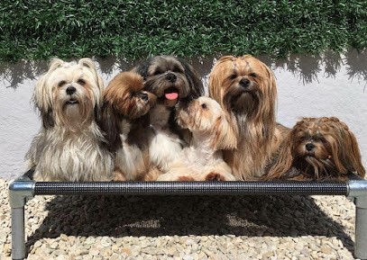 Elevage du Parc de Courtefontaine - Lhassa Apso, Eleveur de Chiens à Ostricourt