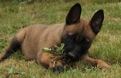 L'Emeraude d'Elektra, Pension pour Chiens à Nivillac