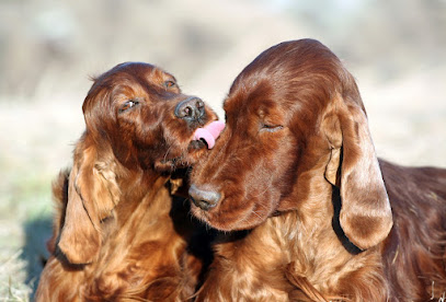 Co'mport Cani Lead - Comportementaliste Canin Et Educatrice Canin Certifiée, Dresseur De Chiens à Ennevelin