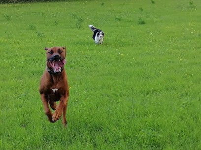 Pension Canine Et Féline Les Cabots'Chats'Art, Pension pour Chiens à Colméry